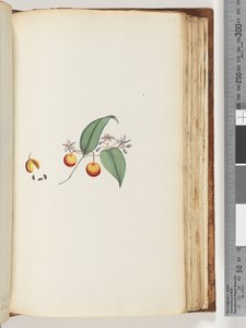 Pagina 113. Een klimplant of houtbine die zich met bomen verweeft door Unknown artist