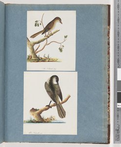 Ongeïdentificeerde vogel