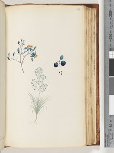 Naamloze bloeiende plant door Unknown artist