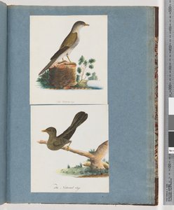 Pagina 115. Onbekende vogel. 116. Belklokvogel door Unknown artist