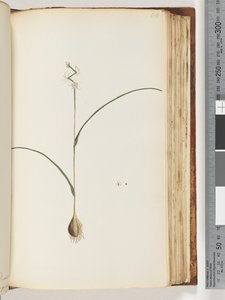 Pagina 116. Onbekende plant door Unknown artist