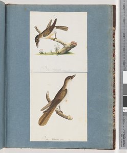 Pagina 117. Onbekende vogel. 118. Onbekende vogel door Unknown artist