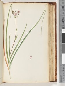 Pagina 117. Onbekende plant door Unknown artist