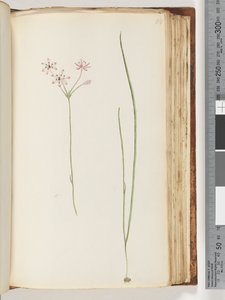 Pagina 118. Onbekende plant door Unknown artist