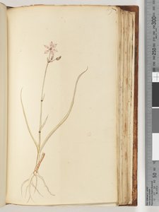 Pagina 119. Geen inscriptie, onvoltooide tekening, onbekende plant door Unknown artist