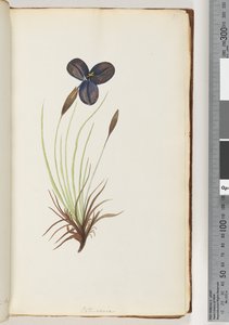 Pagina 11. Pattersonia