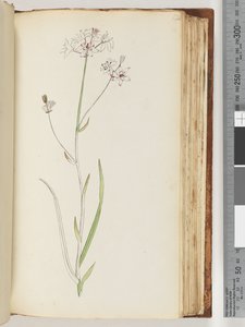 Pagina 120. Geen inscriptie, onvoltooide tekening, onbekende plant door Unknown artist