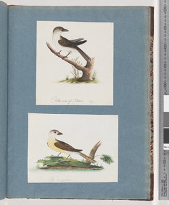 Pagina 121. Onbekende vogel. 122. Onbekende vogel