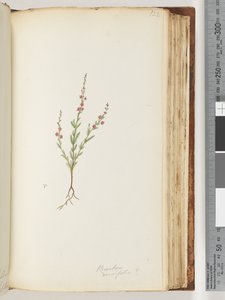 Pagina 122. Baeckea densifolia, mogelijk door Unknown artist