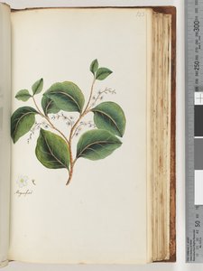 Pagina 123. Vergroot op recto door Unknown artist