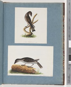 Pagina 123. Onbekende vogel. 124. Onbekende vogel door Unknown artist