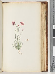 Pagina 124. Onbekende plant door Unknown artist