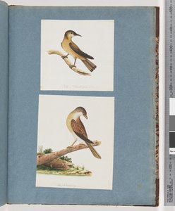 Pagina 125. Onbekende Vogel. 126. Onbekende Vogel