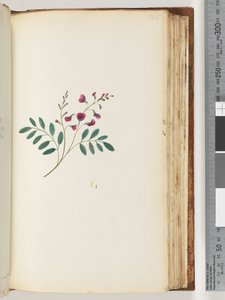 Pagina 125. Onbekende plant