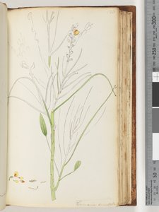 Pagina 126. Onvoltooide tekening van Viminaria denudata door Unknown artist