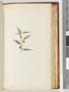 Pagina 127. Chorizema Billard, maar niet zijn soort door Unknown artist