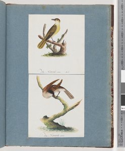 Ongeïdentificeerde vogel