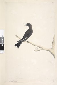 Pagina 12. Ocypterus. boven de titel in een andere hand april, natuurlijke grootte Dusky Wood, Swallow Artamus cyanopterus door Unknown artist