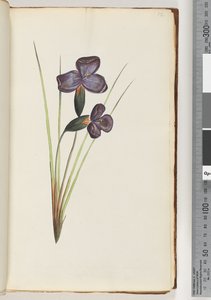 Pagina 12. Onbekende plant door Unknown artist