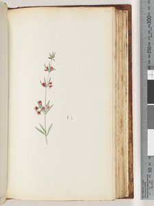 Pagina 130. Onbekende plant door Unknown artist