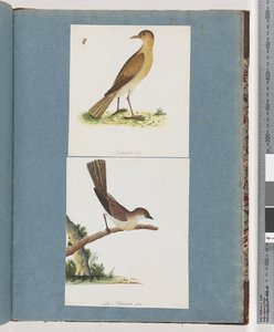 Pagina 131. Onbekende vogel. 132. Onbekende vogel door Unknown artist