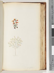 Pagina 132. Ericifolia door Unknown artist