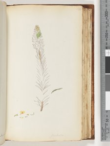 Floribunda onvoltooide tekening door Unknown artist