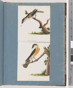 Pagina 133. Onbekende Vogel. 134. Onbekende Vogel