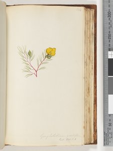 Pagina 134. Gompholobium grandiflorum / Exot. Bot. t. 5
