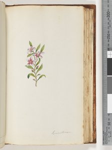Pagina 135. Eriostemon door Unknown artist
