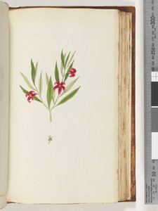 Pagina 136. Onbekende plant