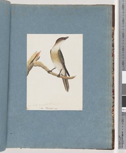 Pagina 137. Onbekende vogel, mogelijk de Harmonic Thrush