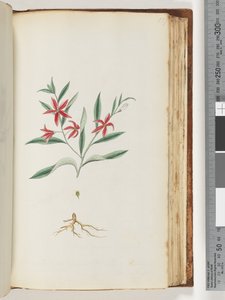 Pagina 137. Onbekende plant door Unknown artist