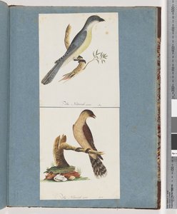 Pagina 138. Onbekende Vogel. 139. Onbekende Vogel door Unknown artist