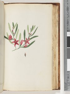 Pagina 138. Naamloze bloeiende plant en insect door Unknown artist
