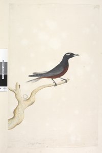 Pagina 13. Ocypterus. boven titel in andere hand December. Natuurlijke grootte Witte, Gebroodde Houtzwaluw Artamus superciliosus, mannetje