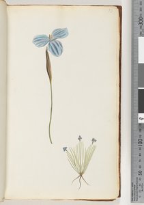 Pagina 13. Onbekende plant door Unknown artist