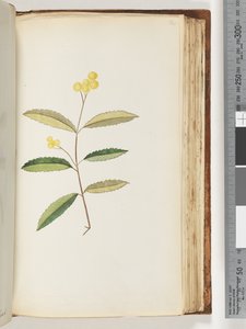 Pagina 140. Onbekende bloem, oktober 1794 door Unknown artist