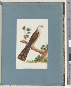 Pagina 141. Onbekende vogel