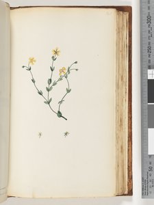 Pagina 141. Onbekende plant door Unknown artist