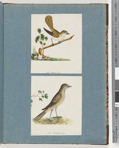 Pagina 142. Onbekende Vogel. 143. Onbekende Vogel door Unknown artist