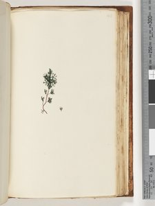 Pagina 143. Onbekende plant door Unknown artist