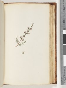 Pagina 144. Onbekende plant door Unknown artist