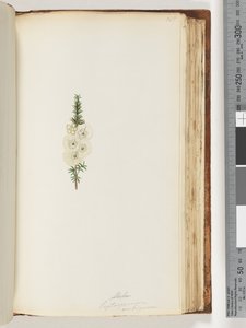 Alela / Leptospermum ambiguum door Unknown artist