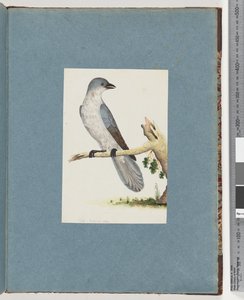 Ongeïdentificeerde vogel