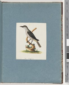 Pagina 146. Onbekende vogel. Honingeter