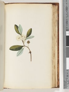 Pagina 146. Onbekende plant door Unknown artist