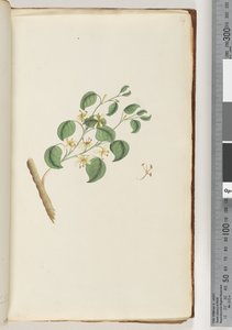 Pagina 14. Onbekende plant door Unknown artist