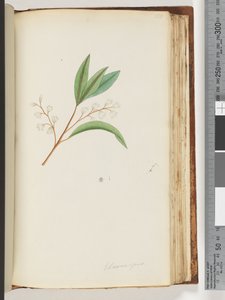 Pagina 150. Elaeocarpus door Unknown artist