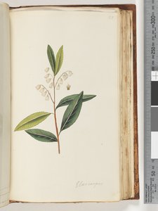 Elaeocarpus door Unknown artist